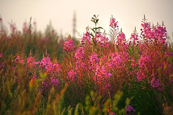 gde_rastet_ivan_chai_5.jpg gde_rastet_ivan_chai_5.jpg